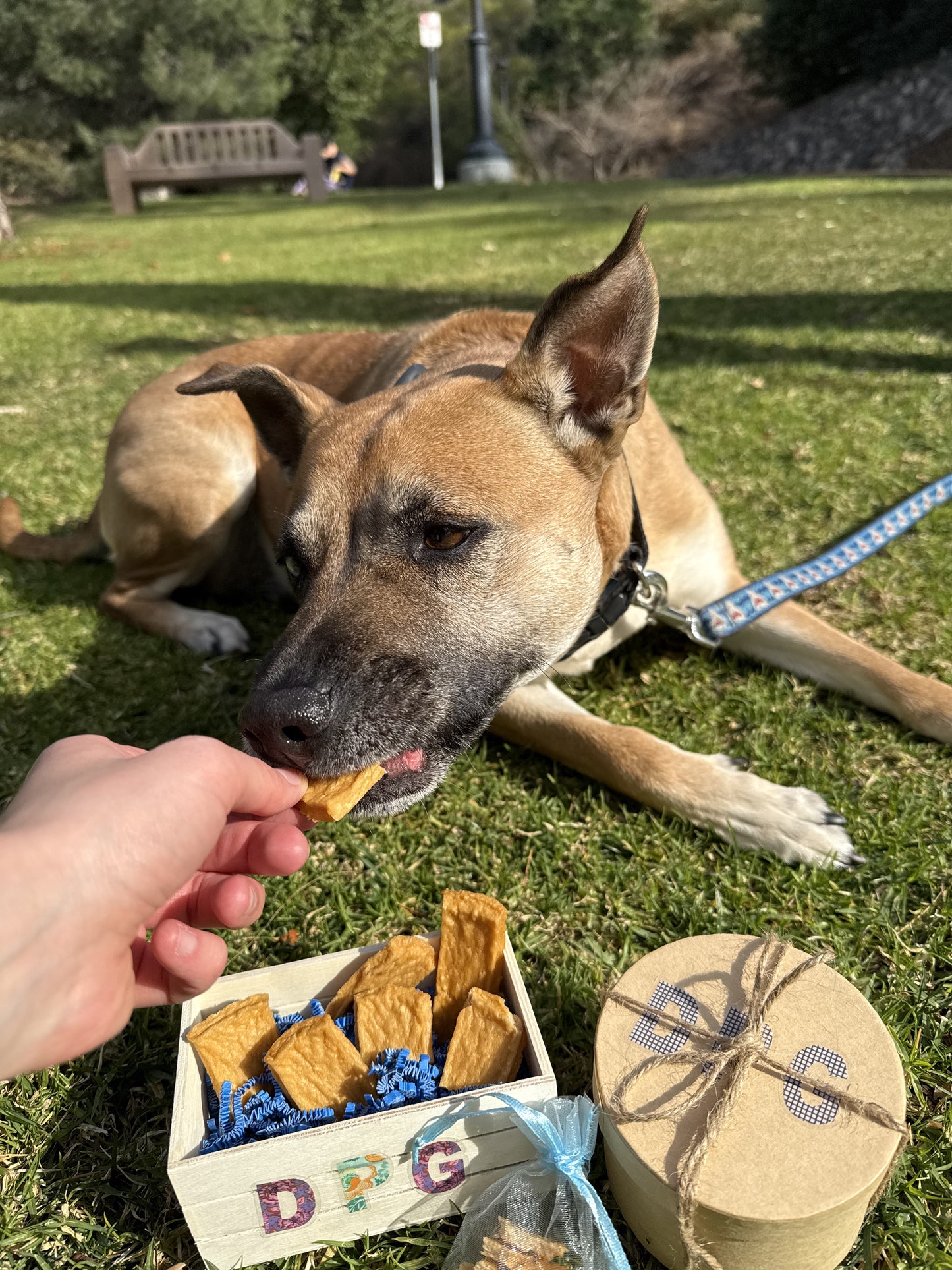 Savory Chicken Bites for Dogs