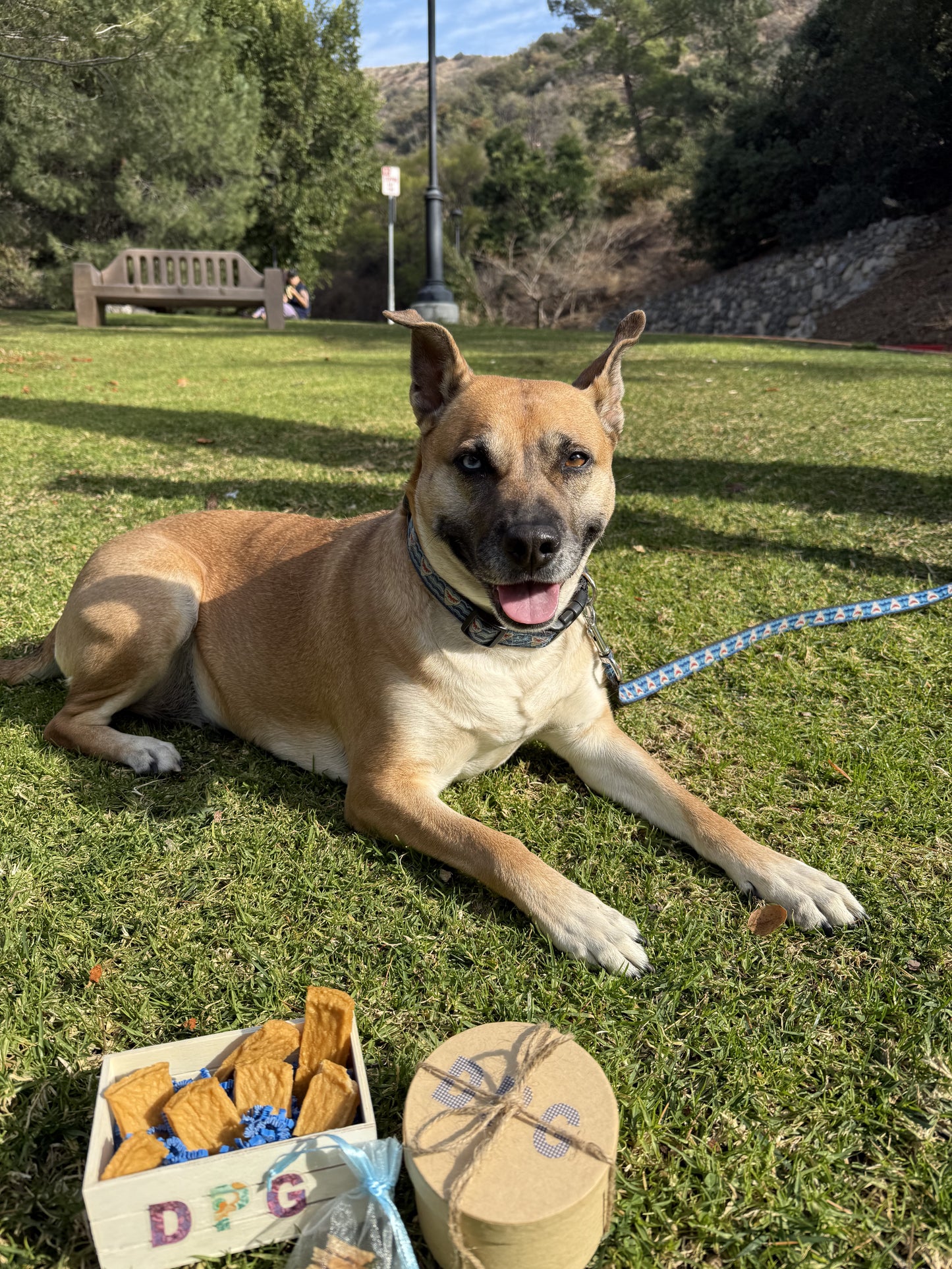Savory Chicken Bites for Dogs