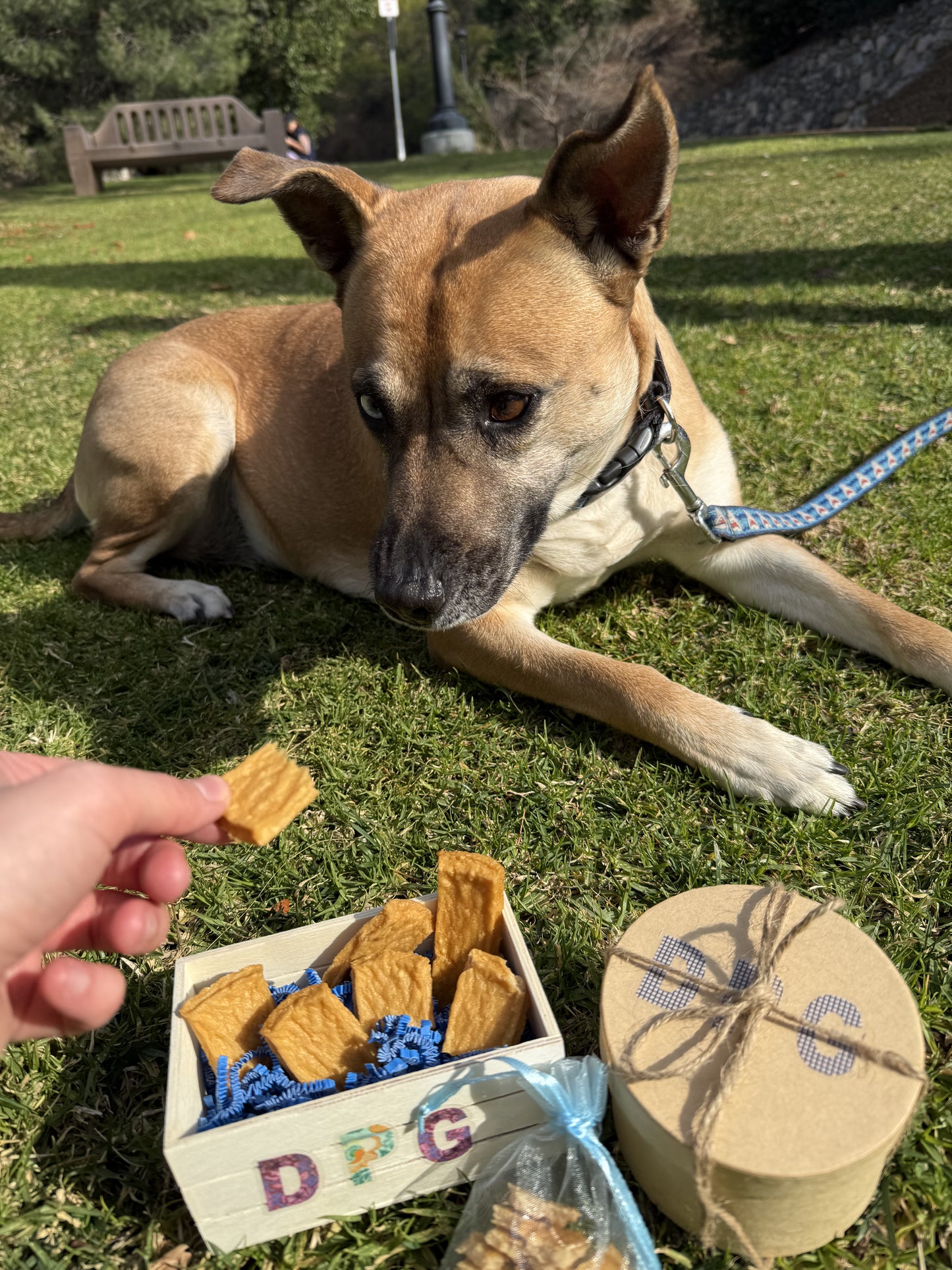 Savory Chicken Bites for Dogs